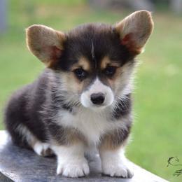 Pembroke Welsh Corgi Puppies from Ranch Hand Corgis