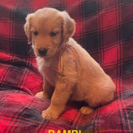 BAMBI-ORANGE COLLAR - Dark golden female Golden Retriever puppy in Berea, Kentucky from Lucky Golden Ranch
