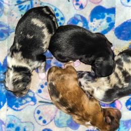 Pomeranian puppies from Lovely Ladies and Little Asses Miniature Equines (L3A Pomeranians & Papillons)