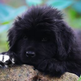 Violet - Black female Newfoundland puppy in Madison, Wisconsin from Riddle Family Newfoundland
