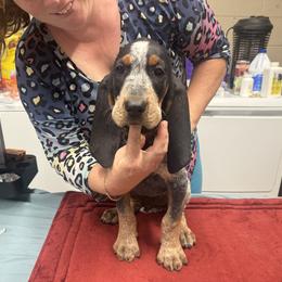 Orange - Blue ticked and tan male Bluetick Coonhound puppy in Cherryville, North Carolina from Evenstar-WesRidge Bluetick Hounds