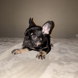 French Bulldog Puppies from Millers kennel