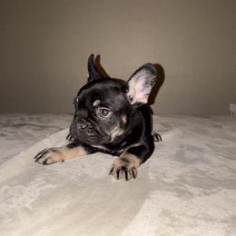 French Bulldog Puppies from Millers kennel