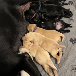 Labrador Retriever Puppies from Outlaw Ridge Kennels