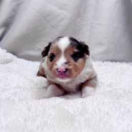 Reggie - Blue merle male Toy Australian Shepherd puppy in Bly, Oregon from Apacheblus Toy Aussies