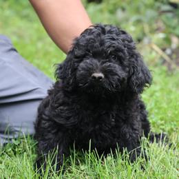 Piper - Black male Whoodle puppy in West Bend, Iowa from Blue Skies Terriers