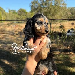 Silky dapple - Dapple male Dachshund puppy in Nashville, Arkansas from Whisenhunt Farms