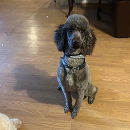 Rin - Poodle
