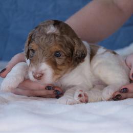 Falcon - Red merle male Aussiedoodle puppy in Springfield, Missouri from Aspen River Doodles