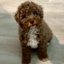 Ruby Merle Valentine - Red merle female Aussiedoodle puppy in Charlestown, Indiana from Forever Aussies and A Doodle