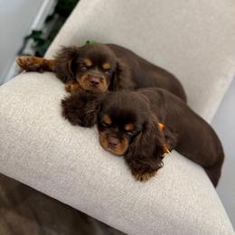 Cubby - Chocolate male Cavalier King Charles Spaniel puppy in Herriman, Utah from Gypsi Doodles & Poodles LLC.