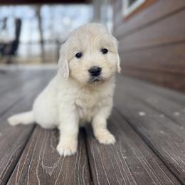 Dove - Light golden female Golden Retriever puppy in Marshfield, Missouri from Charm Puppies