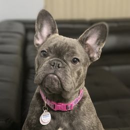 Sasha - French Bulldog