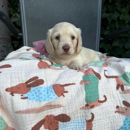 Cream - Cream male Dachshund puppy in Manteca, California from Sweet and Low Dachshunds