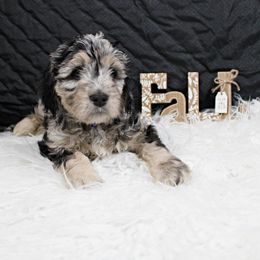Wednesday - Blue merle Aussiedoodle puppy in Maryland from Alexander Oodles of Doodles