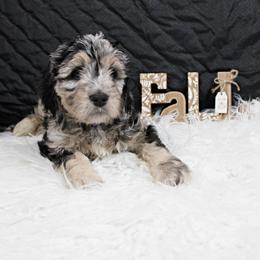 Wednesday - Blue merle Aussiedoodle puppy in Maryland from Alexander Oodles of Doodles