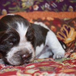 Stampede - Liver white and roan male English Springer Spaniel puppy in Chapmansboro, Tennessee from Balthrop Bend Farms