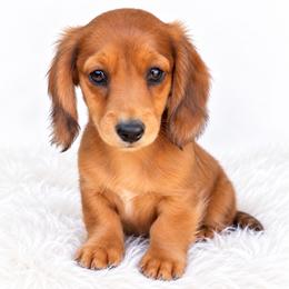 Skyler - Red female Dachshund puppy in Farmington, Missouri from Eva Leas Pups