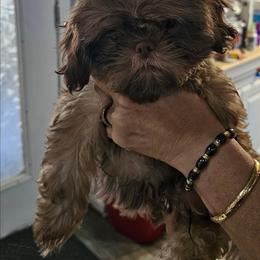 Hulk - Liver male Shih Tzu puppy in Middleburg, Florida from Furby Shih Tzu Family & Friends