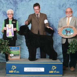Bugsy - Portuguese Water Dog