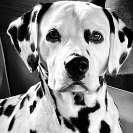 Dalmatians from HarCo Dalmatians