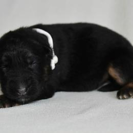 Female 1 - Black and tan female German Shepherd puppy in Hamilton, New Jersey from Birch Haus