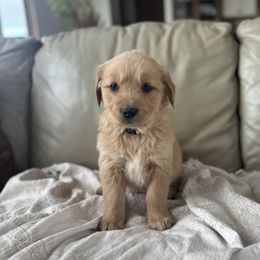 Mary - Dark golden female Golden Retriever puppy in Mount Pleasant, Utah from Juniper Mountain Goldens