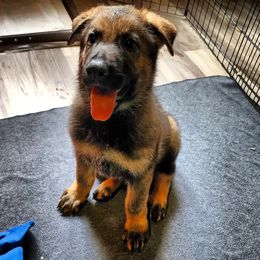 German Shepherd Puppies from Royalty German Shepherds