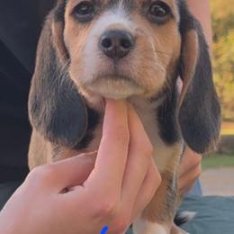 Volpix - Black fawn and white female Beagle puppy in Brockway, Pennsylvania from Sugar Hill Hounds
