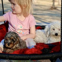 Bernedoodle and Cavapoo Puppies from Lawler’s Legacy Litters