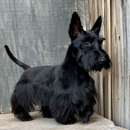 Jaws - Scottish Terrier