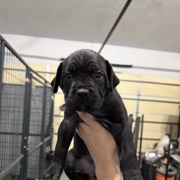 Vixen - Black female Cane Corso puppy in Utah from 3Lake Kennelz