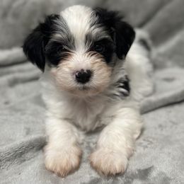 Iorek - Black and white male Havanese puppy in Lawrenceville, Georgia from Alchemy Havanese