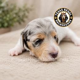 Glory - Dapple female Dachshund puppy in Houston, Texas from Texas Regal Dachshunds LLC