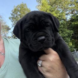 Cane Corso Puppies from CANE CORSO DI DROGHEDA