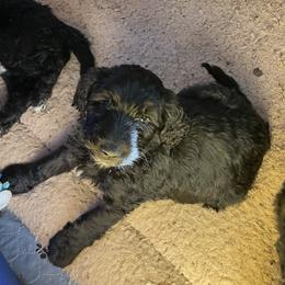 Yeti - Chocolate male Goldendoodle puppy in St Johns, Florida from Nini's Poodles and Doodles of St. Johns Co.