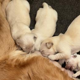 Kona Girl 1 - Golden female Golden Retriever puppy in Fort Morgan, Colorado from Golden Girls Kennels, LLC