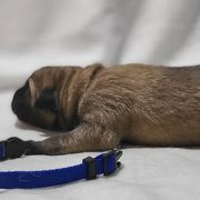 Boy 1 - Fawn Kangal puppy in Bloomer, Wisconsin from Chippewa Valley Kangals