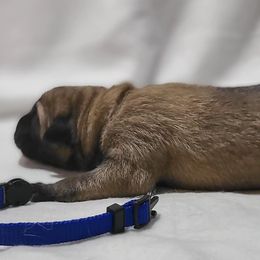 Boy 1 - Fawn Kangal puppy in Bloomer, Wisconsin from Chippewa Valley Kangals