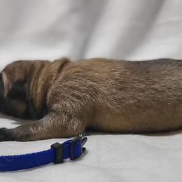 Boy 1 - Fawn Kangal puppy in Bloomer, Wisconsin from Chippewa Valley Kangals