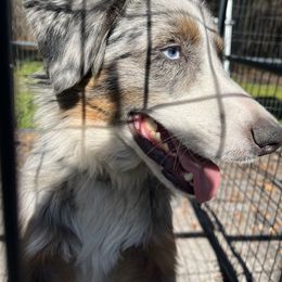 Odin - Australian Shepherd