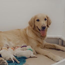 Sunkissed  - Golden Retriever