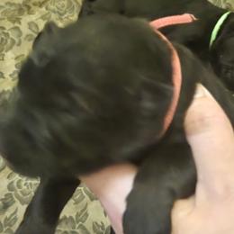 Red - Black female German Shepherd puppy in Coupeville, Washington from Von Hilkey Shepherds