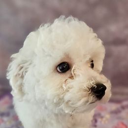 Magenta Girl - White and buff female Bichon Frise puppy in Lavon, Texas from Sissy’s Heavenly Paws
