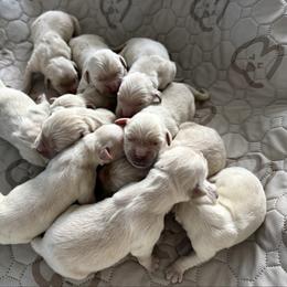 Dk Blue - Light golden male Golden Retriever puppy in Green Bay, Virginia from Golden Rock Farm