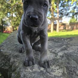 Cane Corso Puppies from BOUDICAS CANE CORSO