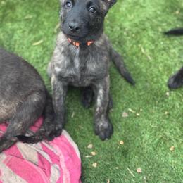 AKC Elliot - Silver brindle male Dutch Shepherd puppy in Hastings, Minnesota from Century Hills Farm