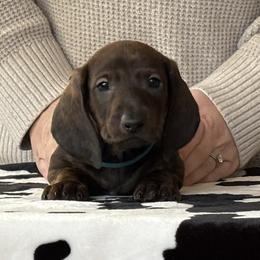 Blue Collar Boy - Brindle male Dachshund puppy in Baltimore, Maryland from Passport Dachshunds