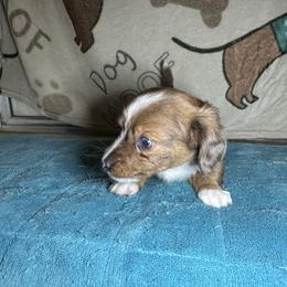 Betty - Dapple female Dachshund puppy in Henrico, Virginia from All About Pets