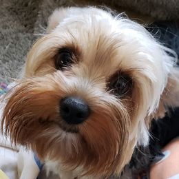 Yorkshire Terriers from Tasha’s Yorkies